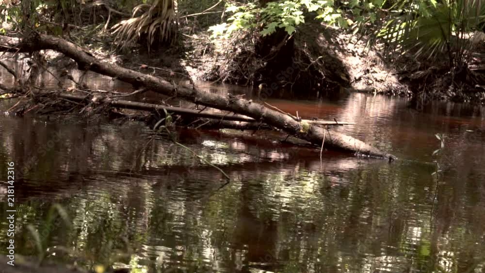 Flowing water down a creek through the swamps of Florida in slow motion. Flowing water down a creek through the swamps of Florida in slow motion.