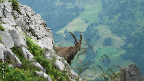 majestic animal with horns alpine ibex capricorn capra ibex looking behind steep mountain siwss alps brienzer rothorn photo