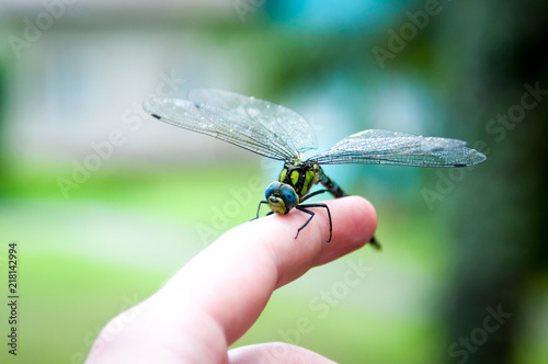 Small dragonfly on hand