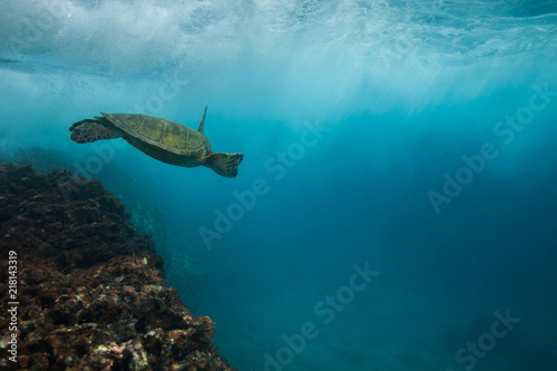 Green sea turtle underwater swimming over the reef © DaiMar