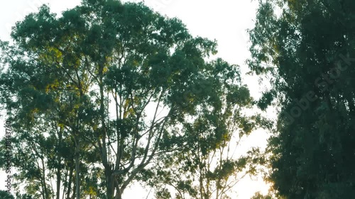 sun behind trees photo