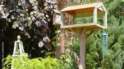 Close-up footage of a juvenile great spotted woodpecker feeding on a bird feeder, hopping to a bird box then a blue-tit lands too. photo