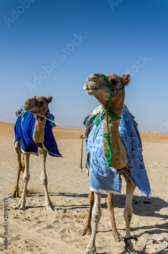 desert transportation 3