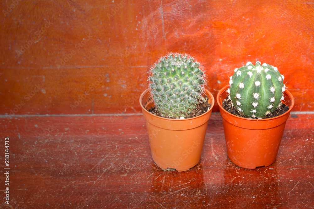 Cactus wood,cactus on wooden and Lighting Effects