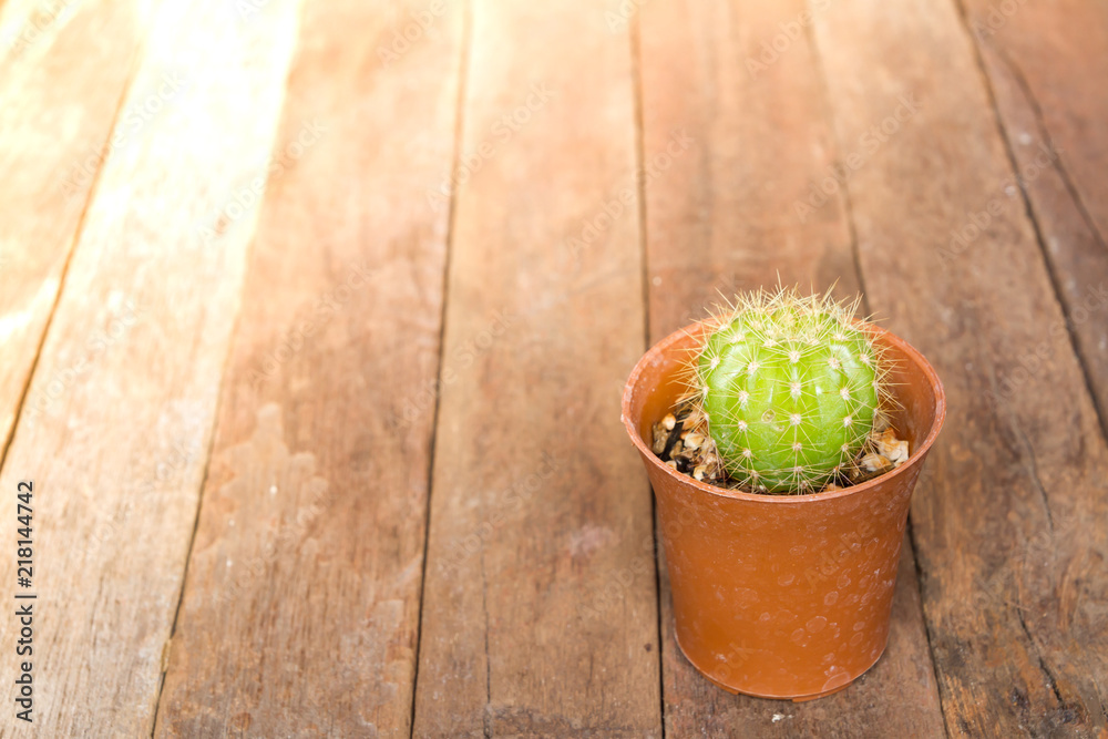 Cactus wood,cactus on wooden and Lighting Effects Cactus wood,cactus on wooden and Lighting Effects