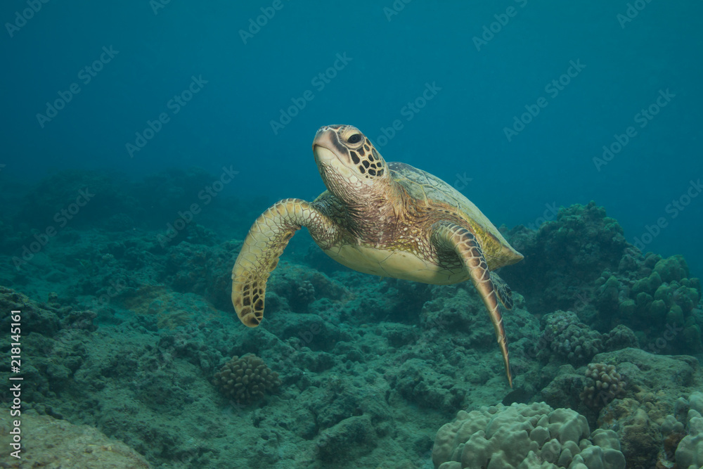 Obraz premium Close encounter with a green sea turtle underwater in clear tropical water