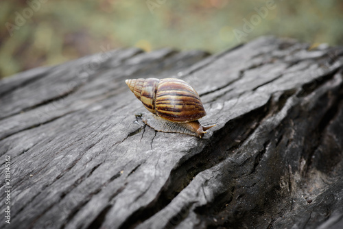 Big snail in shell crawling on Timber © sirastock