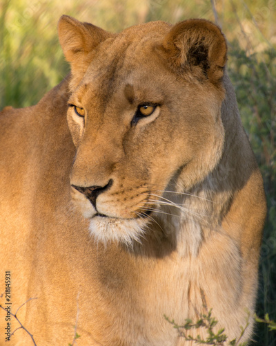 Lioness - Female