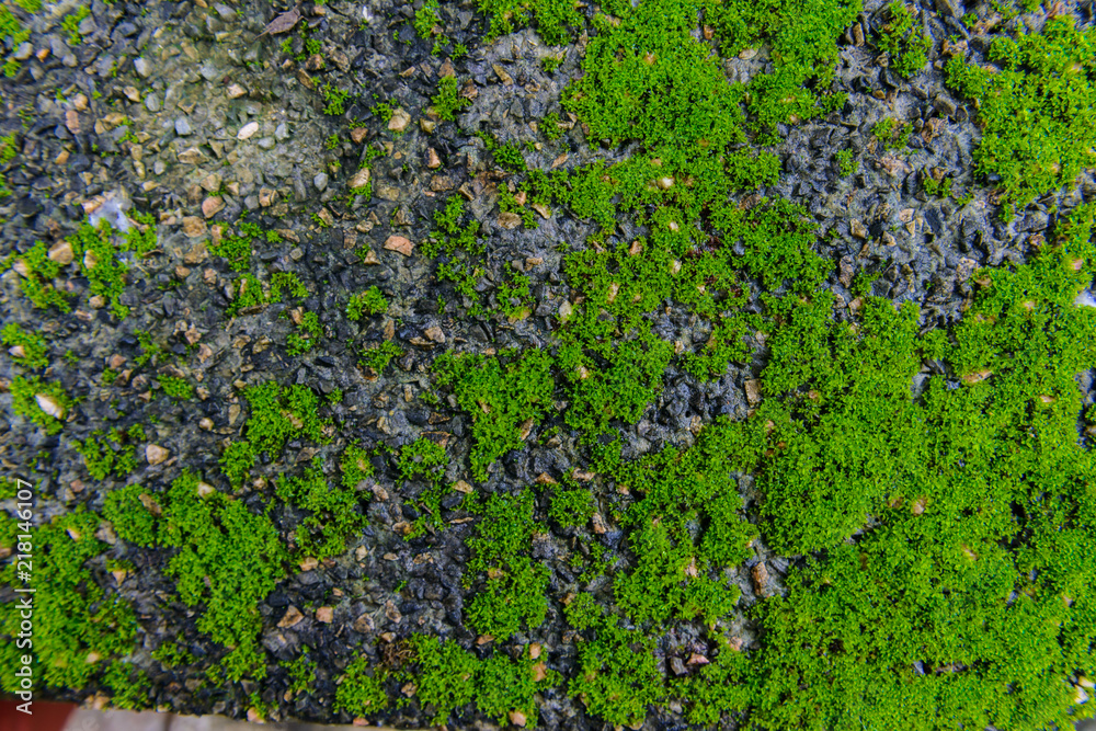 Green mos on Stone background