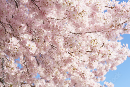 桜　春　花　ピンク © Yusuke Shinosaki