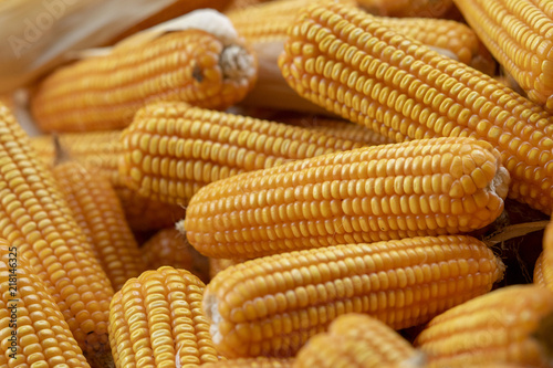 Corn or Maize for processing into yellow fodder. Close up frame.