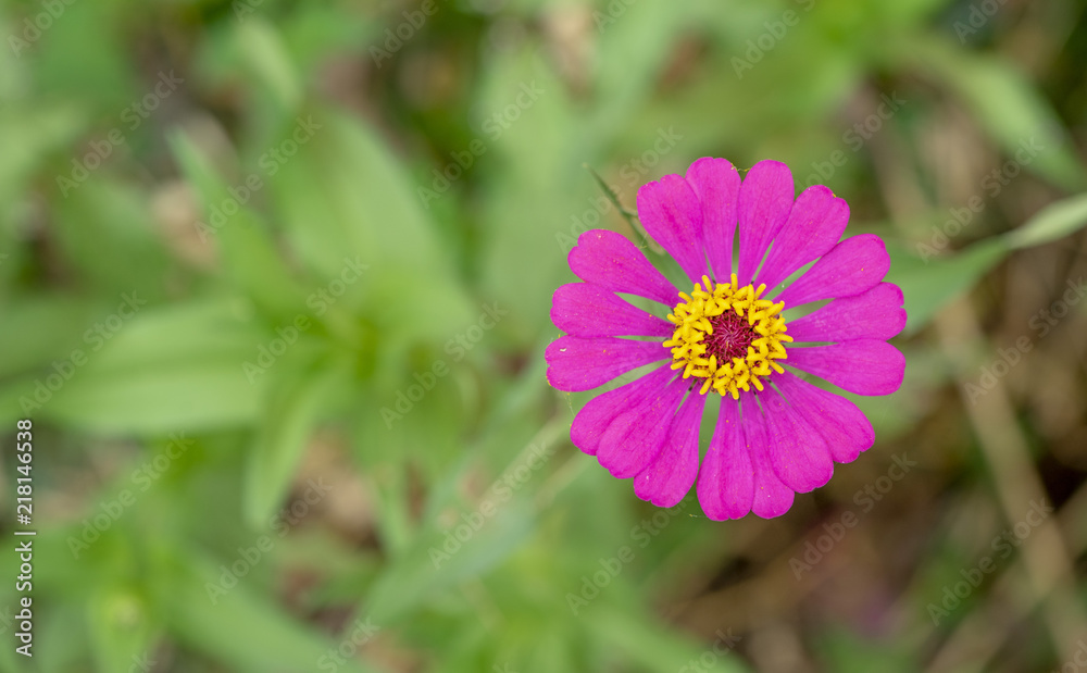 Mexican Aster Pink flowers in the forest beside the road. Mexican Aster Pink flowers in the forest beside the road.