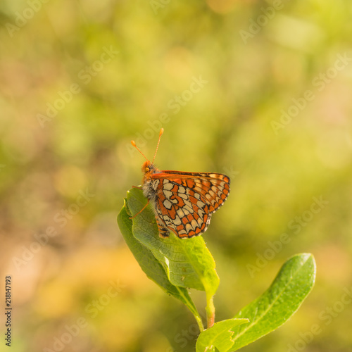 Anicia Checkerspot Butterfly photo