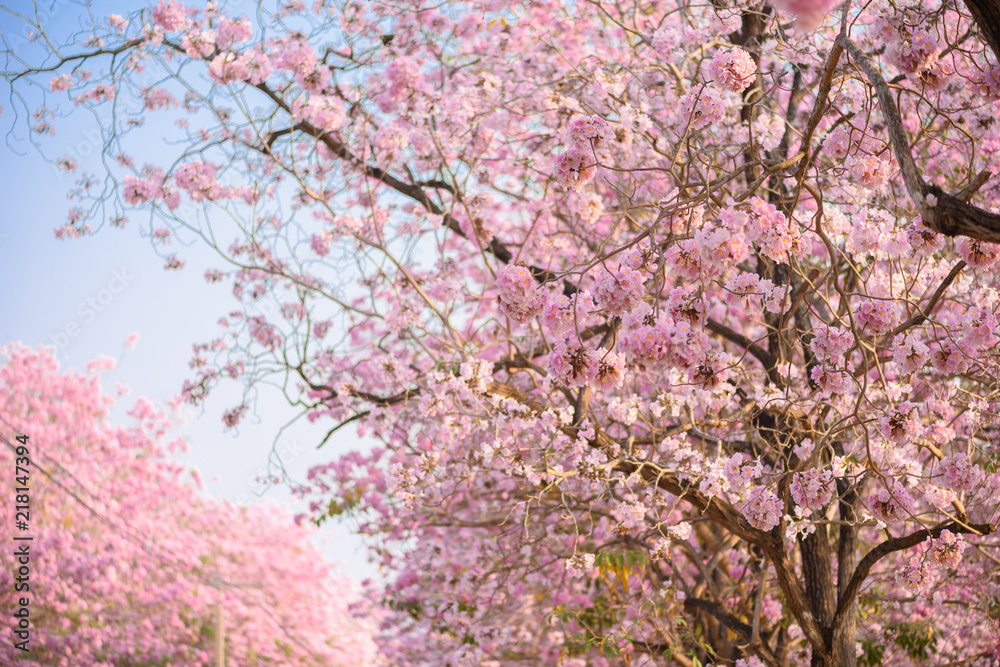 Tabebuia rosea is a Pink Flower neotropical tree and blue sky Tabebuia rosea is a Pink Flower neotropical tree and blue sky