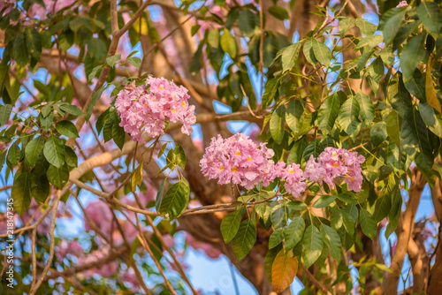 Tabebuia rosea is a Pink Flower neotropical tree