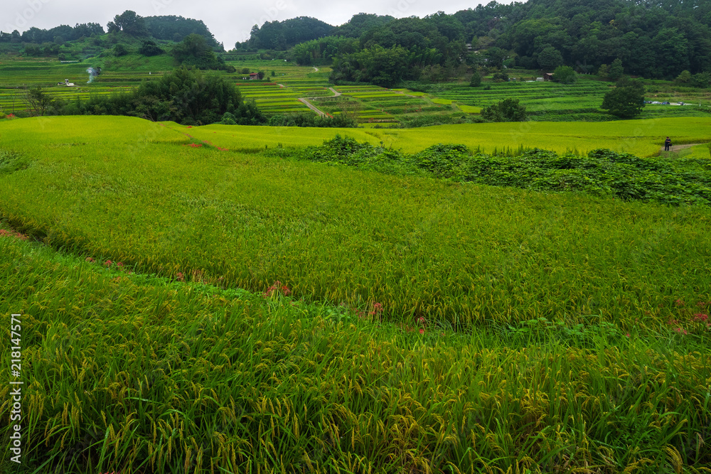 稲渕の田園風景 稲渕の田園風景