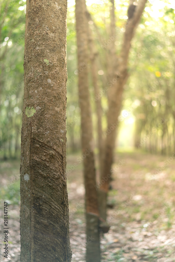 The rubber tree with blur background The rubber tree with blur background