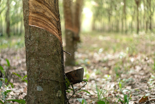 The rubber tree with blur background