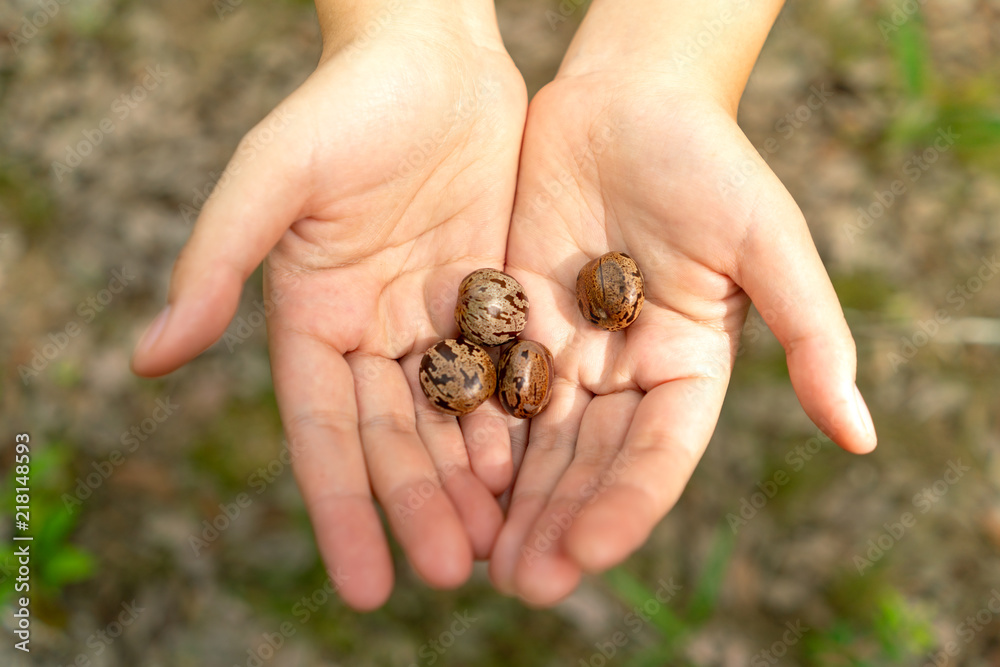 Hands holding rubber tree seeds with blur background Hands holding rubber tree seeds with blur background