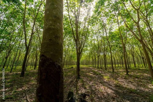 Forrest of rubber trees