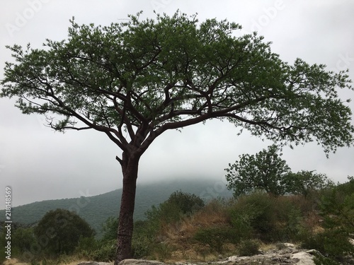 beautiful tree in Ahuehuetla, Puebla, mexico