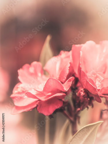 Abstract pink flowers and green leaves on sun light background.