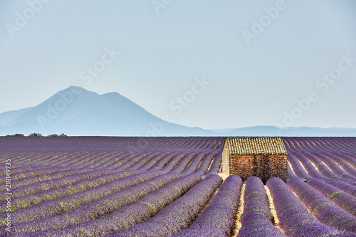 A lonely house standing in a lavender field in Valensole.Provenc photo