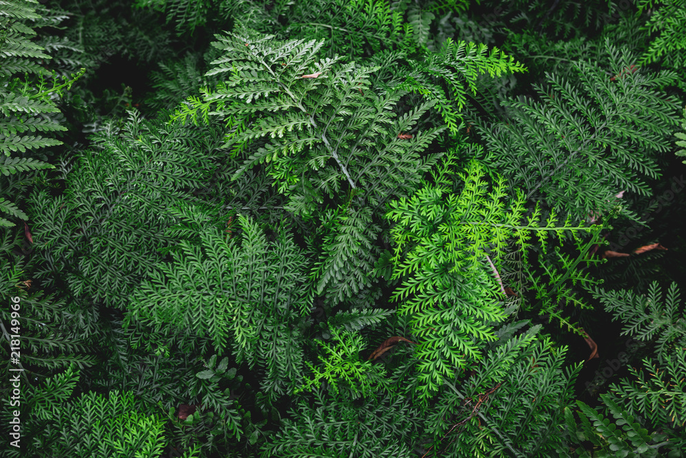 Fototapeta premium Fern 12