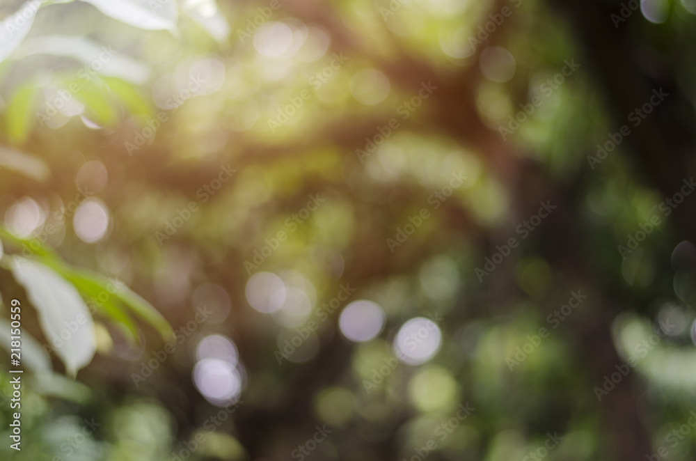 Obraz premium blur light background green park 