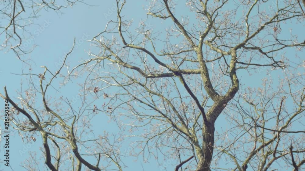 looking up to trees in spring just growing leaves slowly blowing in the wind looking up to trees in spring just growing leaves slowly blowing in the wind