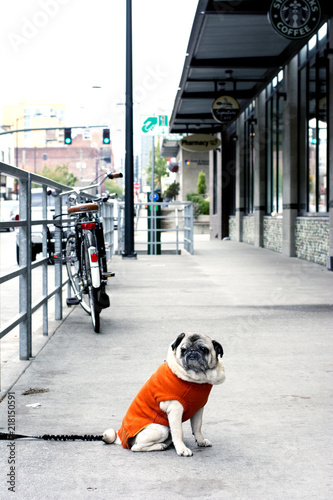 pug on a sidewalk