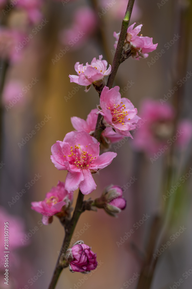 Soft focus of sweet Chinese plum blossom flower. Soft focus of sweet Chinese plum blossom flower.