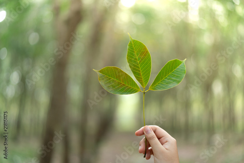 Hands holding Leaf of rubber tree with blur Background