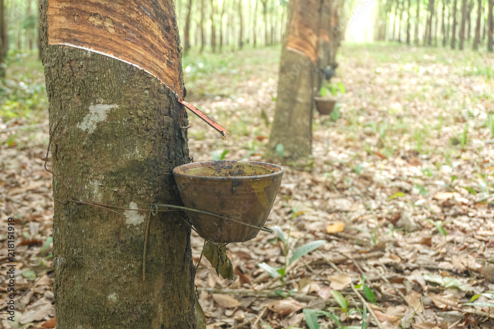 Obraz premium The rubber tree with blur background