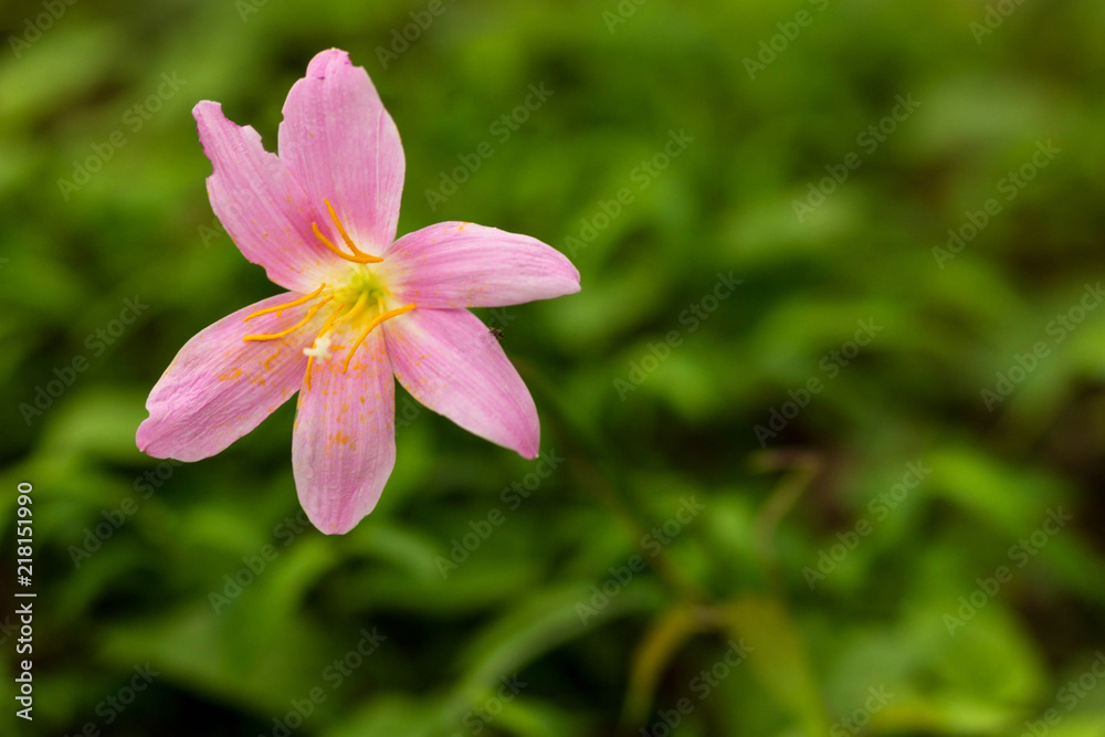 A little red flower in the field