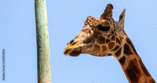 Canvas Print Giraffe by Tree