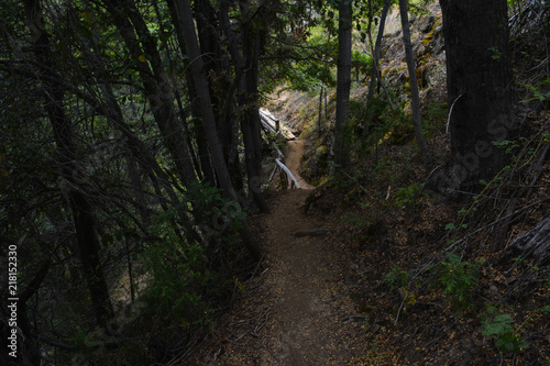 SENDERO EN EL BOSQUE