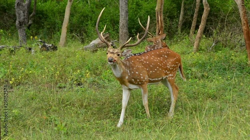 Wild Spotted Deer Eating Carrot