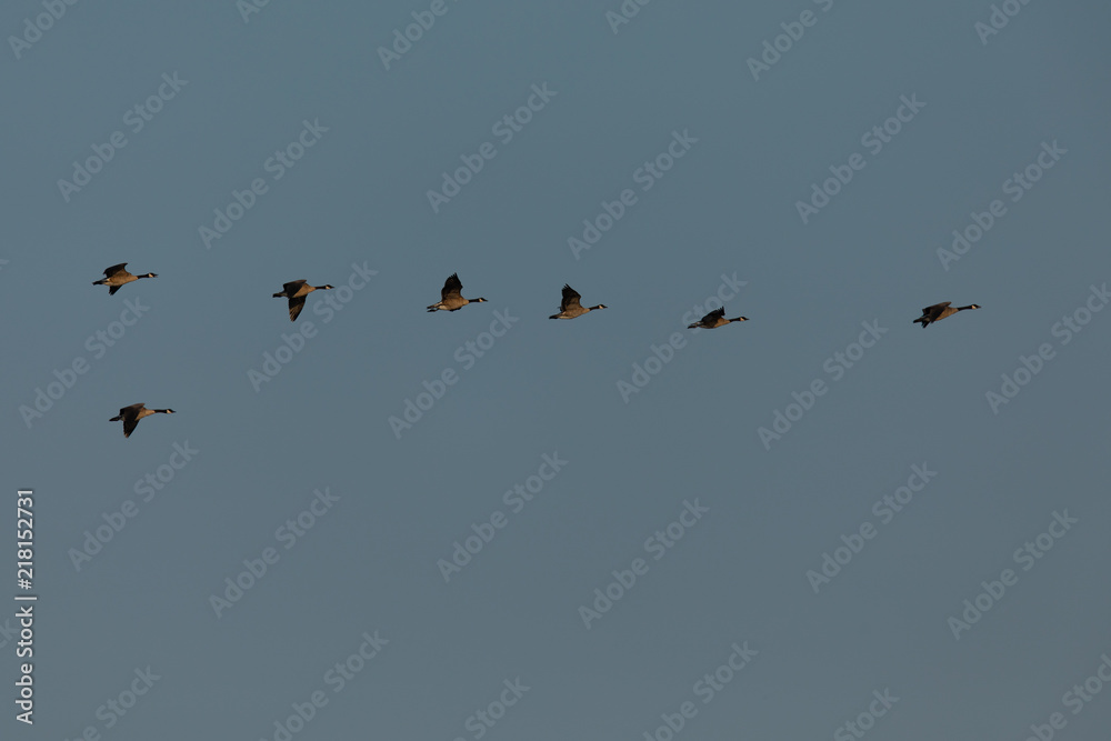 Canada geese flying in formation, seen in the wild near the San Francisco Bay