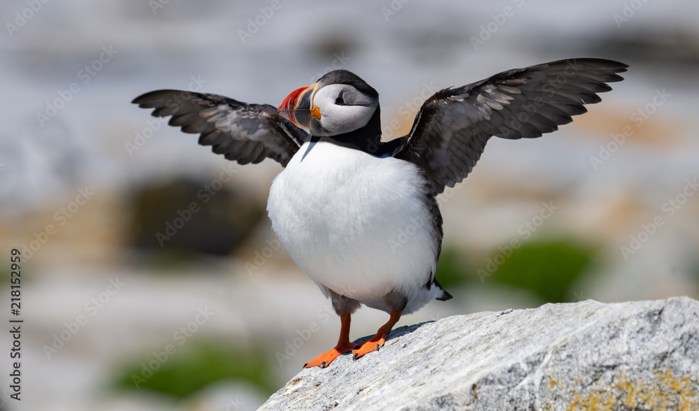 Fototapeta premium Atlantic Puffin