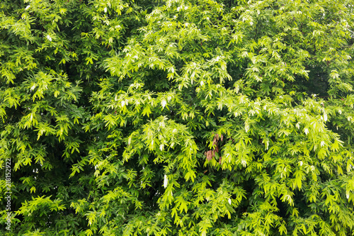 Saraca asoca or Ashoka tree ,Polyalthia longifolia The Mast Tree.