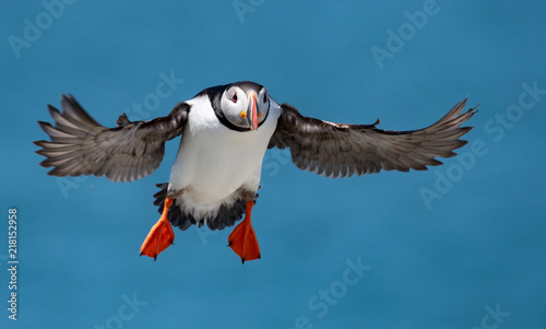 Atlantic Puffin © Harry Collins