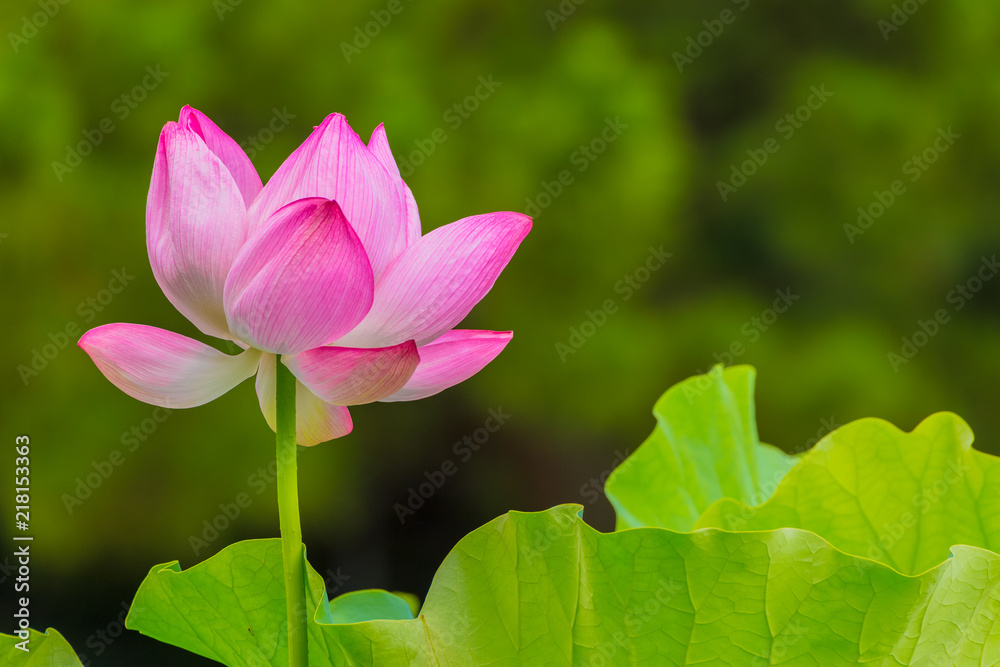 Lotus Flower.The back is the lotus leaf and trees.Shooting location is Yokohama, Kanagawa Prefecture Japan. Lotus Flower.The back is the lotus leaf and trees.Shooting location is Yokohama, Kanagawa Prefecture Japan.