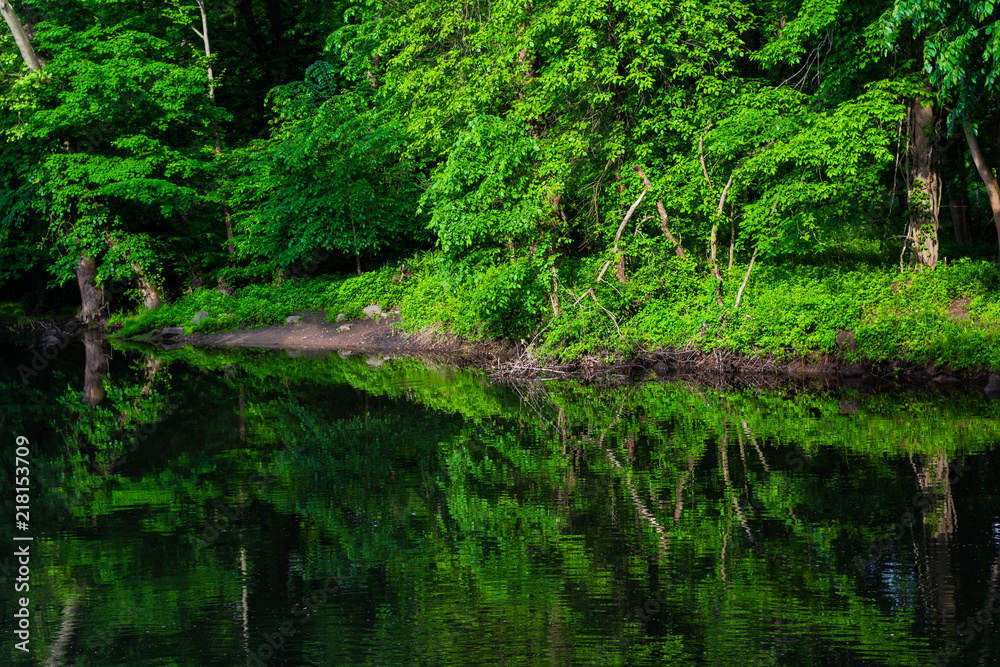Lush green forest river reflection