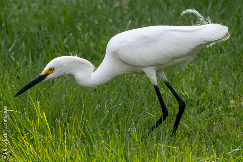 Fototapeta premium Snowy Egret Hting