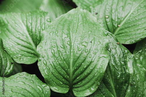 Drops of water on green leaves of host