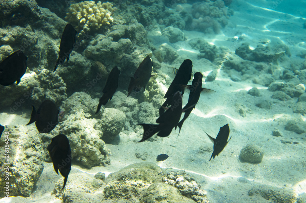 Fototapeta premium A flock of dark fish surgeons in corals
