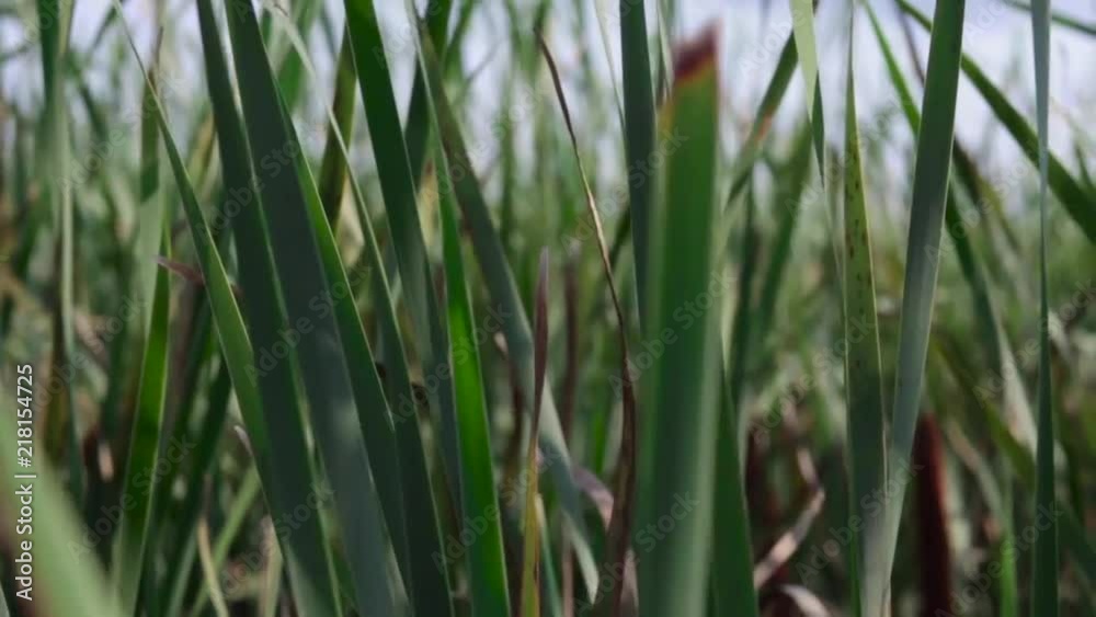 Long prairie grass flowing in the cool evening breeze. Long prairie grass flowing in the cool evening breeze.