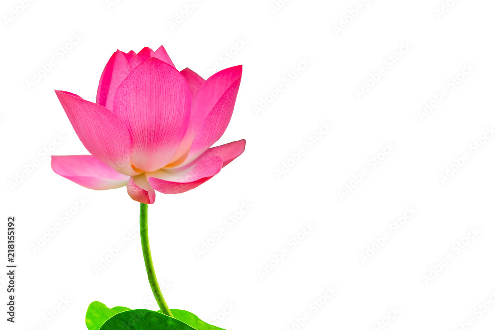 Closeup of bright pink lotus petals on a white background and copy space