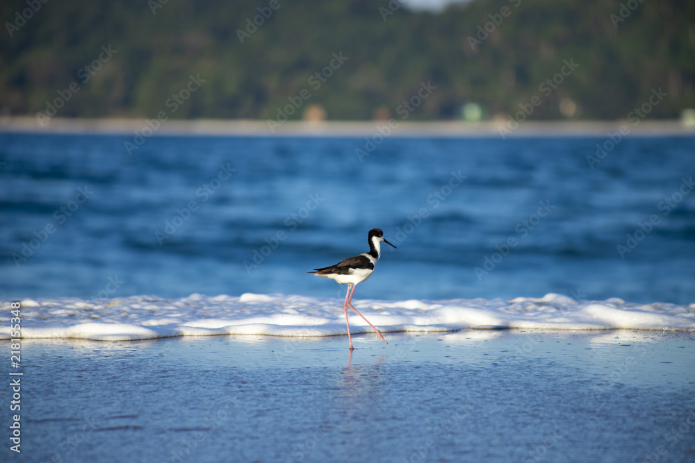 Bird Stilt looking for food on Campeche beach Florianópolis